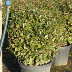 Olijfwilg Als Bol (Elaeagnus Ebbingei 'Compacta') -Aanbiedingen Tuin Ziel Winkel olijfwilg bollen 6070cm 5