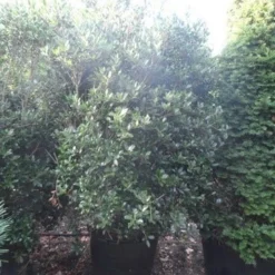 Schijnhulst (Osmanthus Heterophyllus) -Aanbiedingen Tuin Ziel Winkel osmanthus heterophyllus 175 200 c160 extra