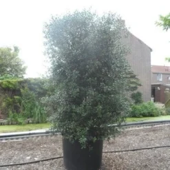 Schijnhulst (Osmanthus Heterophyllus) -Aanbiedingen Tuin Ziel Winkel osmanthus heterophyllus 250 300 c350