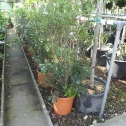 Schijnhulst (Osmanthus Heterophyllus) -Aanbiedingen Tuin Ziel Winkel osmanthus heterophyllus c10