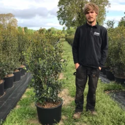 Schijnhulst (Osmanthus Heterophyllus) -Aanbiedingen Tuin Ziel Winkel osmanthus heterophyllus h100120cm