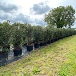 Schijnhulst (Osmanthus Heterophyllus) -Aanbiedingen Tuin Ziel Winkel osmanthus heterophyllus h120140cm 1