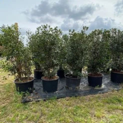 Schijnhulst (Osmanthus Heterophyllus) -Aanbiedingen Tuin Ziel Winkel osmanthus heterophyllus h120140cm 2