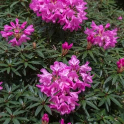 Rhododendron (Rhododendron 'Graziella')