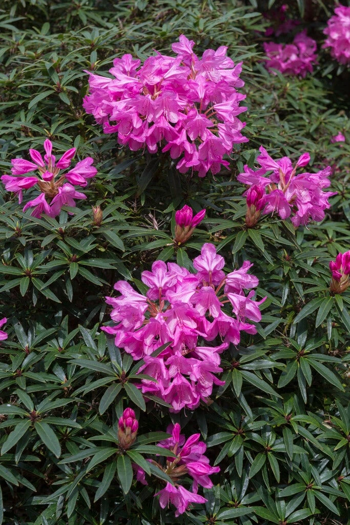 Rhododendron (Rhododendron 'Graziella') 1 Rhododendron (Rhododendron 'Graziella')