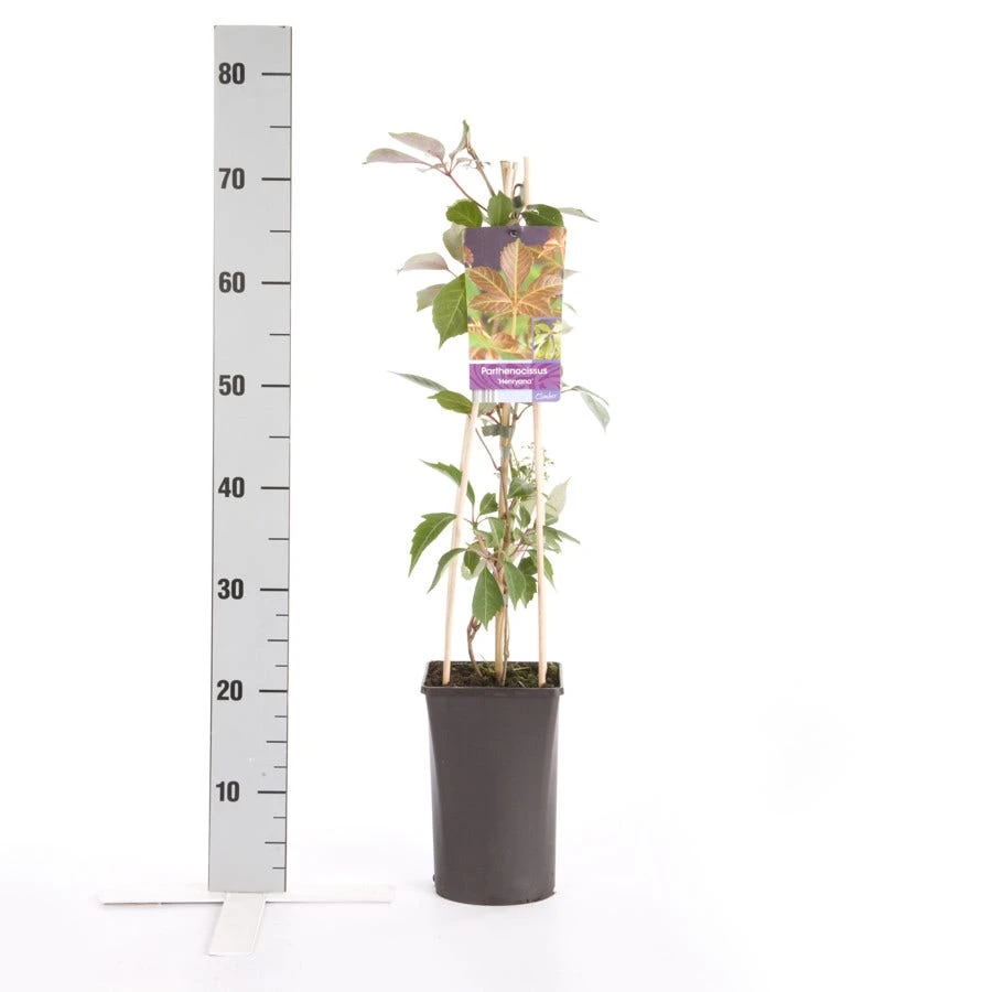 Wilde Wingerd (Parthenocissus 'Henryana') 2 Wilde Wingerd (Parthenocissus 'Henryana') - Afbeelding 2