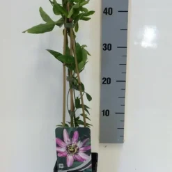 Passiebloem (Passiflora 'Victoria') -Aanbiedingen Tuin Ziel Winkel passiflora victoria 50 60 c2