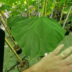 Anna Paulownaboom (Paulownia Fortunei 'Fast Blue') 7 Anna Paulownaboom (Paulownia Fortunei 'Fast Blue') -Aanbiedingen Tuin Ziel Winkel paulownia fortunei fast blue 3 1