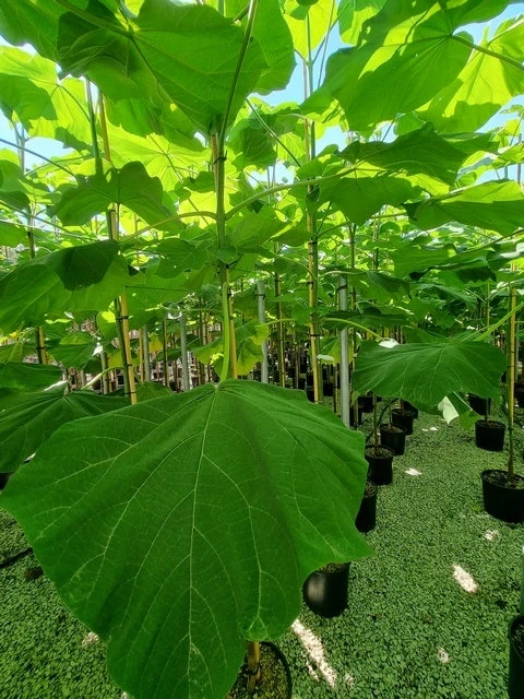 Anna Paulownaboom (Paulownia Fortunei 'Fast Blue') 2 Anna Paulownaboom (Paulownia Fortunei 'Fast Blue') - Afbeelding 2