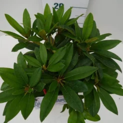 Rhododendron (Rhododendron 'Percy Wiseman') -Aanbiedingen Tuin Ziel Winkel percy wiseman c2 boven