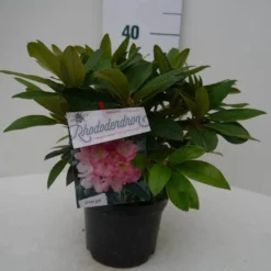 Rhododendron (Rhododendron 'Percy Wiseman') -Aanbiedingen Tuin Ziel Winkel percy wiseman c2 voor