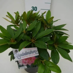 Rhododendron (Rhododendron 'Percy Wiseman') -Aanbiedingen Tuin Ziel Winkel percy wiseman c2 zij