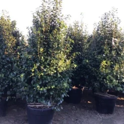 Camelia (Camellia Japonica ‘Perfection White’) 7 Camelia (Camellia Japonica ‘Perfection White’) -Aanbiedingen Tuin Ziel Winkel perfectionwhite200cm