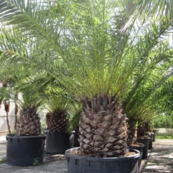 Canarische Dadelpalm (Phoenix Canariensis) -Aanbiedingen Tuin Ziel Winkel phoenix canariensi 1