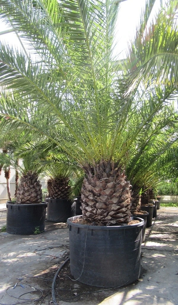 Canarische Dadelpalm (Phoenix Canariensis) 8 Canarische Dadelpalm (Phoenix Canariensis) - Afbeelding 8