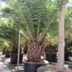 Canarische Dadelpalm (Phoenix Canariensis) 18 Canarische Dadelpalm (Phoenix Canariensis) -Aanbiedingen Tuin Ziel Winkel phoenix canariensi 2