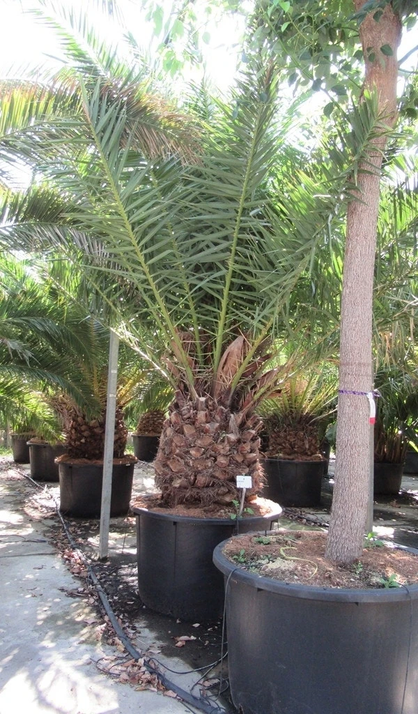 Canarische Dadelpalm (Phoenix Canariensis) 7 Canarische Dadelpalm (Phoenix Canariensis) - Afbeelding 7