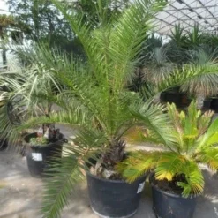 Canarische Dadelpalm (Phoenix Canariensis) -Aanbiedingen Tuin Ziel Winkel phoenix canariensis 150 200 c90 1