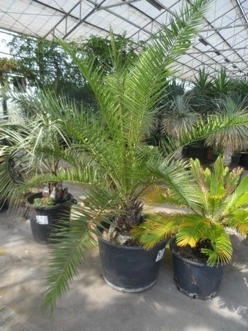 Canarische Dadelpalm (Phoenix Canariensis) 4 Canarische Dadelpalm (Phoenix Canariensis) - Afbeelding 4