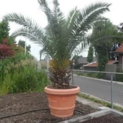 Canarische Dadelpalm (Phoenix Canariensis) -Aanbiedingen Tuin Ziel Winkel phoenix canariensis 250 300 c500 solitair 1