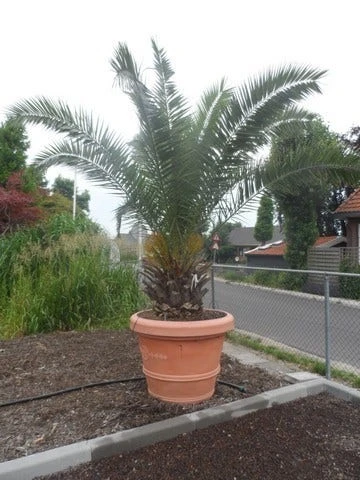 Canarische Dadelpalm (Phoenix Canariensis) 5 Canarische Dadelpalm (Phoenix Canariensis) - Afbeelding 5