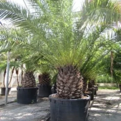 Canarische Dadelpalm (Phoenix Canariensis) -Aanbiedingen Tuin Ziel Winkel phoenix canariensis 2 1