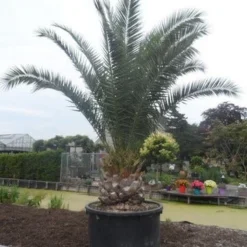 Canarische Dadelpalm (Phoenix Canariensis) 17 Canarische Dadelpalm (Phoenix Canariensis) -Aanbiedingen Tuin Ziel Winkel phoenix canariensis 350 400 c1000 solitair