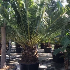 Canarische Dadelpalm (Phoenix Canariensis) -Aanbiedingen Tuin Ziel Winkel phoenix canariensis 350400cm 1