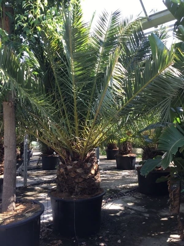 Canarische Dadelpalm (Phoenix Canariensis) 12 Canarische Dadelpalm (Phoenix Canariensis) - Afbeelding 12