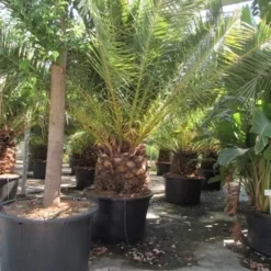 Canarische Dadelpalm (Phoenix Canariensis) -Aanbiedingen Tuin Ziel Winkel phoenix canariensis 3 1