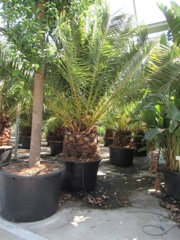 Canarische Dadelpalm (Phoenix Canariensis) 10 Canarische Dadelpalm (Phoenix Canariensis) - Afbeelding 10
