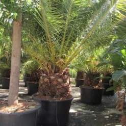 Canarische Dadelpalm (Phoenix Canariensis) -Aanbiedingen Tuin Ziel Winkel phoenix canariensis 4 1