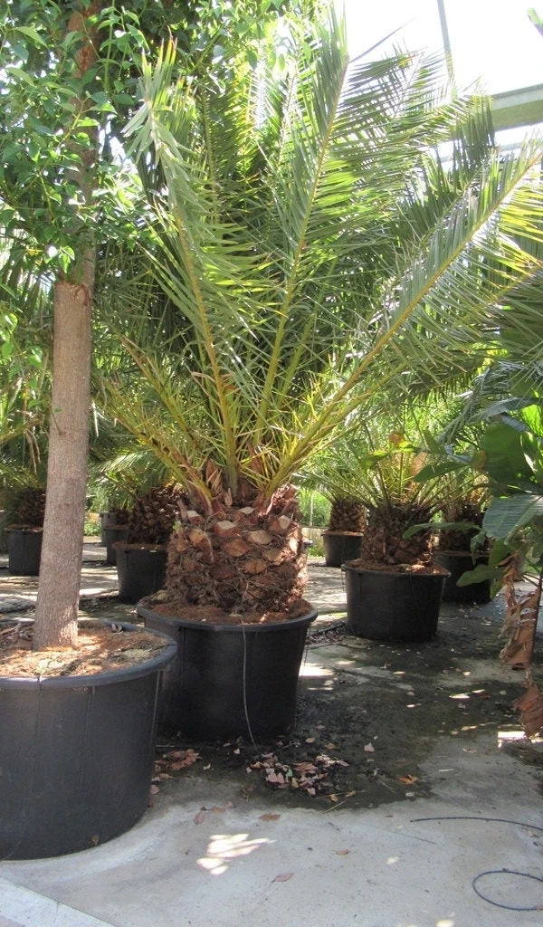 Canarische Dadelpalm (Phoenix Canariensis) 11 Canarische Dadelpalm (Phoenix Canariensis) - Afbeelding 11