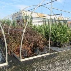Nieuw Zeelands Vlas (Phormium Tenax 'Purpureum') 12 Nieuw Zeelands Vlas (Phormium Tenax 'Purpureum') -Aanbiedingen Tuin Ziel Winkel phormium 1