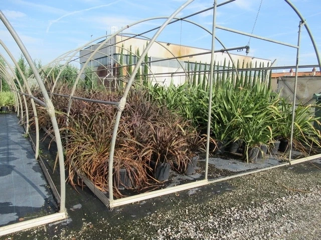 Nieuw Zeelands Vlas (Phormium Tenax 'Purpureum') 5 Nieuw Zeelands Vlas (Phormium Tenax 'Purpureum') - Afbeelding 5