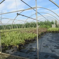 Nieuw Zeelands Vlas (Phormium Tenax) 7 Nieuw Zeelands Vlas (Phormium Tenax) -Aanbiedingen Tuin Ziel Winkel phormium 2