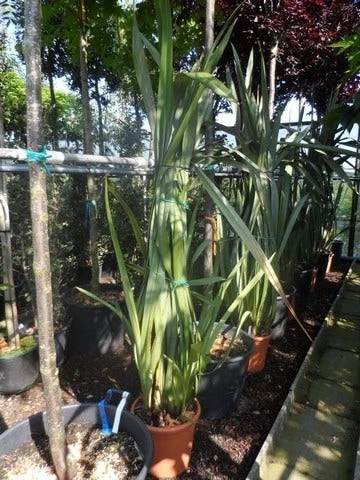 Nieuw Zeelands Vlas (Phormium Tenax) 2 Nieuw Zeelands Vlas (Phormium Tenax) - Afbeelding 2