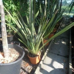 Nieuw Zeelands Vlas (Phormium Tenax) 6 Nieuw Zeelands Vlas (Phormium Tenax) -Aanbiedingen Tuin Ziel Winkel phormium tenax c7