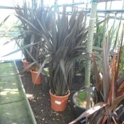 Nieuw Zeelands Vlas (Phormium Tenax 'Purpureum') 11 Nieuw Zeelands Vlas (Phormium Tenax 'Purpureum') -Aanbiedingen Tuin Ziel Winkel phormium tenax purpureum 100 125 c25