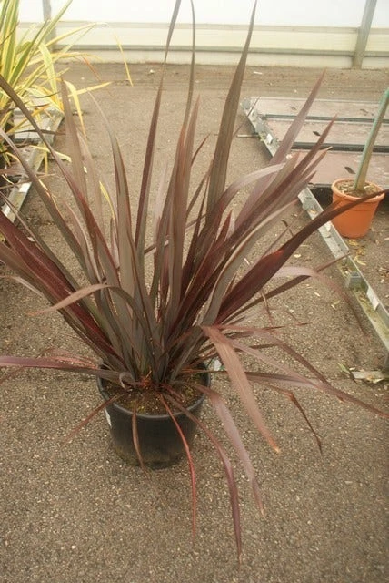 Nieuw Zeelands Vlas (Phormium Tenax 'Purpureum') 2 Nieuw Zeelands Vlas (Phormium Tenax 'Purpureum') - Afbeelding 2