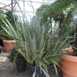 Nieuw Zeelands Vlas (Phormium Tenax 'Variegatum') 7 Nieuw Zeelands Vlas (Phormium Tenax 'Variegatum') -Aanbiedingen Tuin Ziel Winkel phormium tenax variegatum 150 200 c240