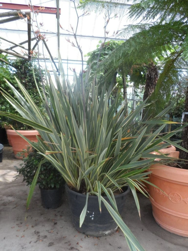 Nieuw Zeelands Vlas (Phormium Tenax 'Variegatum') 4 Nieuw Zeelands Vlas (Phormium Tenax 'Variegatum') - Afbeelding 4