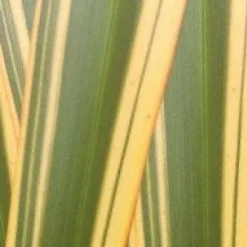 Nieuw Zeelands Vlas (Phormium Tenax 'Golden Ray') 5 Nieuw Zeelands Vlas (Phormium Tenax 'Golden Ray') -Aanbiedingen Tuin Ziel Winkel phorniumtenaxgr01 2
