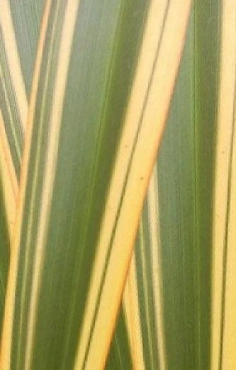 Nieuw Zeelands Vlas (Phormium Tenax 'Golden Ray') 3 Nieuw Zeelands Vlas (Phormium Tenax 'Golden Ray') - Afbeelding 3