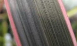 Nieuw Zeelands Vlas (Phormium Tenax 'Pink Stripe') 5 Nieuw Zeelands Vlas (Phormium Tenax 'Pink Stripe') -Aanbiedingen Tuin Ziel Winkel phorniumtenaxps01 2