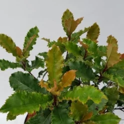 Glansmispel (Photinia Serratifolia ‘Crunchy’) 8 Glansmispel (Photinia Serratifolia ‘Crunchy’) -Aanbiedingen Tuin Ziel Winkel photinia fraseri crunchy week 22 detail 1600x1200