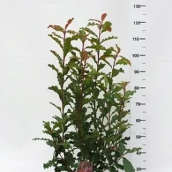 Glansmispel (Photinia Serratifolia ‘Crunchy’) 9 Glansmispel (Photinia Serratifolia ‘Crunchy’) -Aanbiedingen Tuin Ziel Winkel photinia serratifolia crunchy week 45 2019 1600x1200