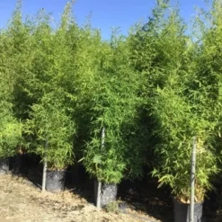 Bamboe (Phyllostachys Aurea) 39 Bamboe (Phyllostachys Aurea) -Aanbiedingen Tuin Ziel Winkel phyllostachus aurea 150 200cm