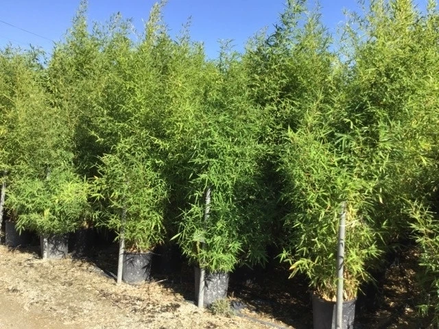 Bamboe (Phyllostachys Aurea) 20 Bamboe (Phyllostachys Aurea) - Afbeelding 20