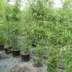 Bamboe (Phyllostachys Aurea) 37 Bamboe (Phyllostachys Aurea) -Aanbiedingen Tuin Ziel Winkel phyllostachys